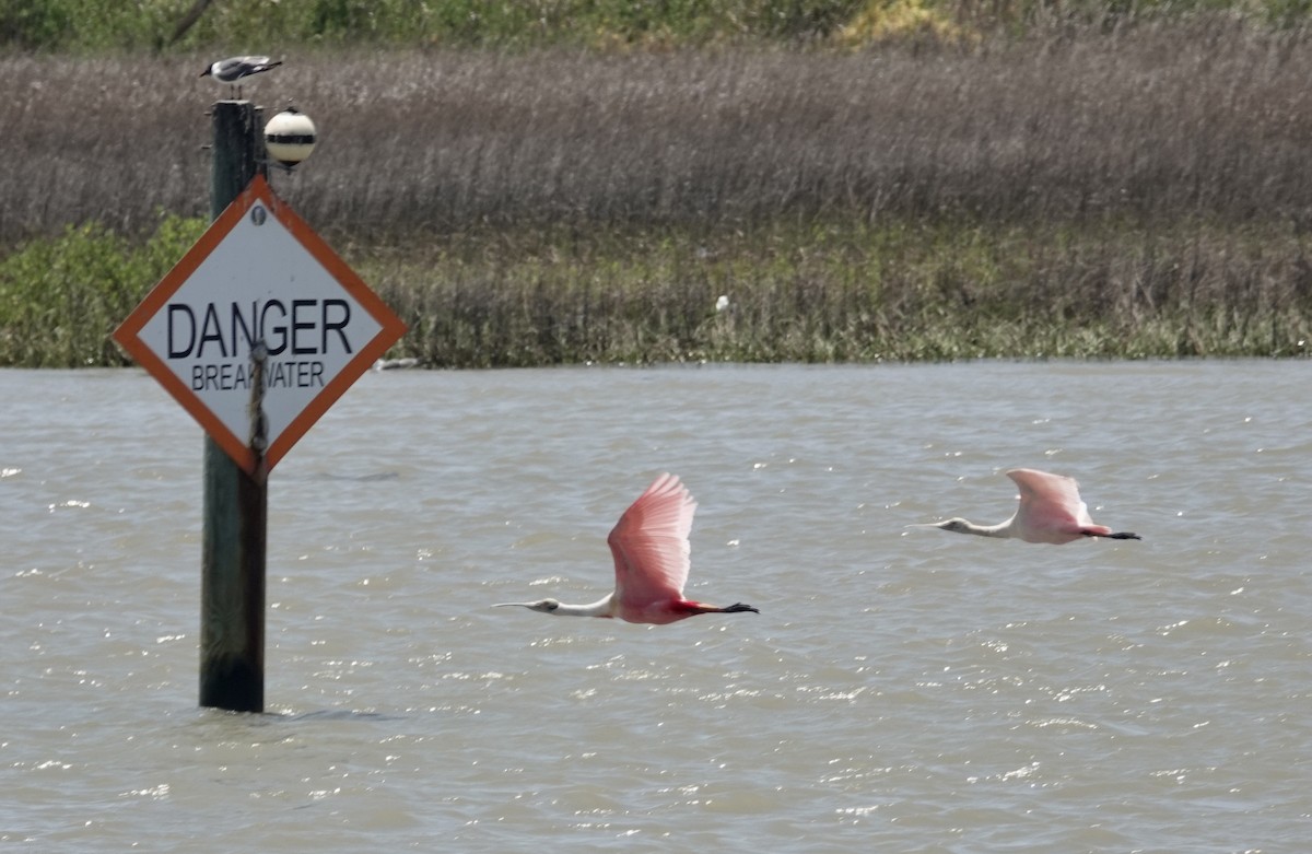 Roseate Spoonbill - ML440137481