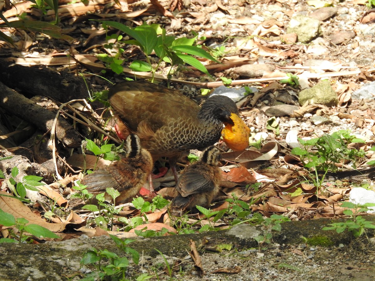 Colombian Chachalaca - ML440137551