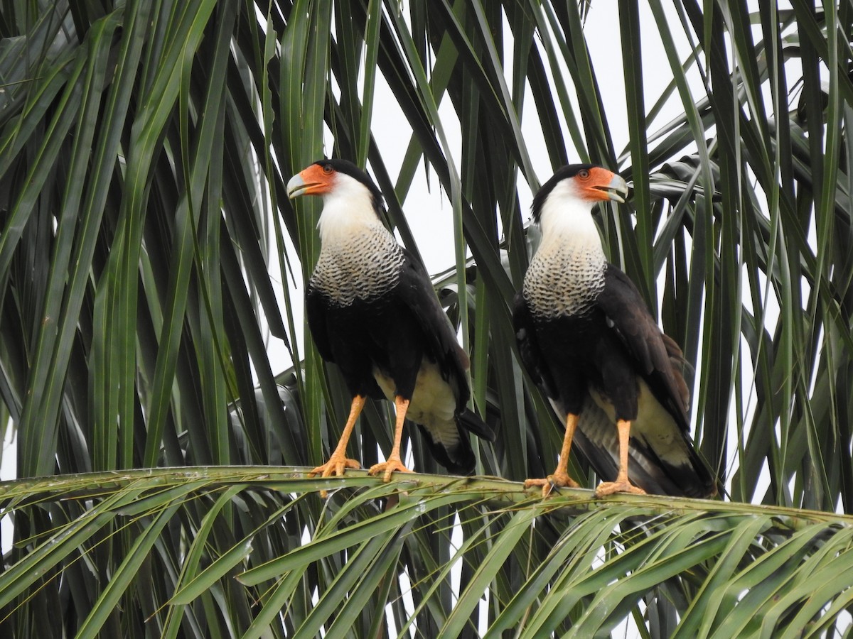 Crested Caracara - Liliana Marcela Ospina Sánchez https://raicesprofundas.co/