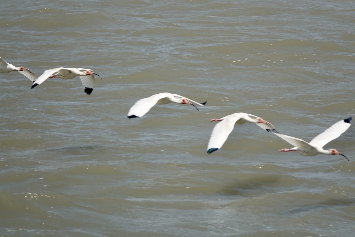 White Ibis - ML440138201