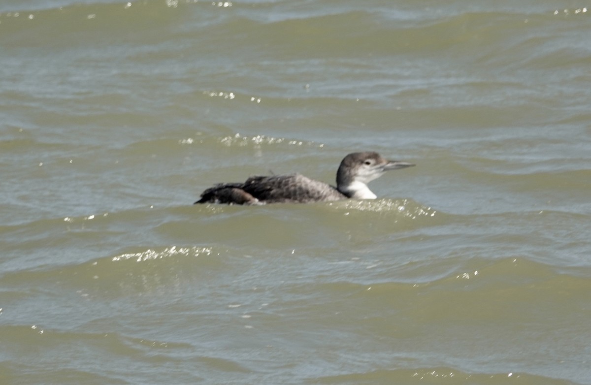 Common Loon - ML440138581