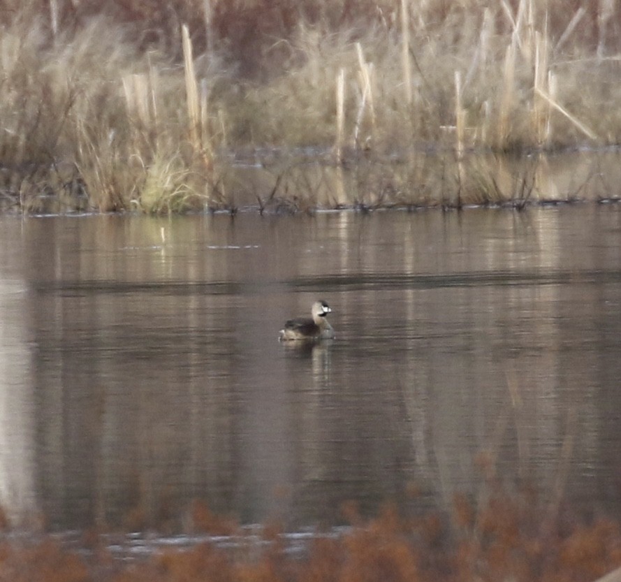 Pied-billed Grebe - ML440138871