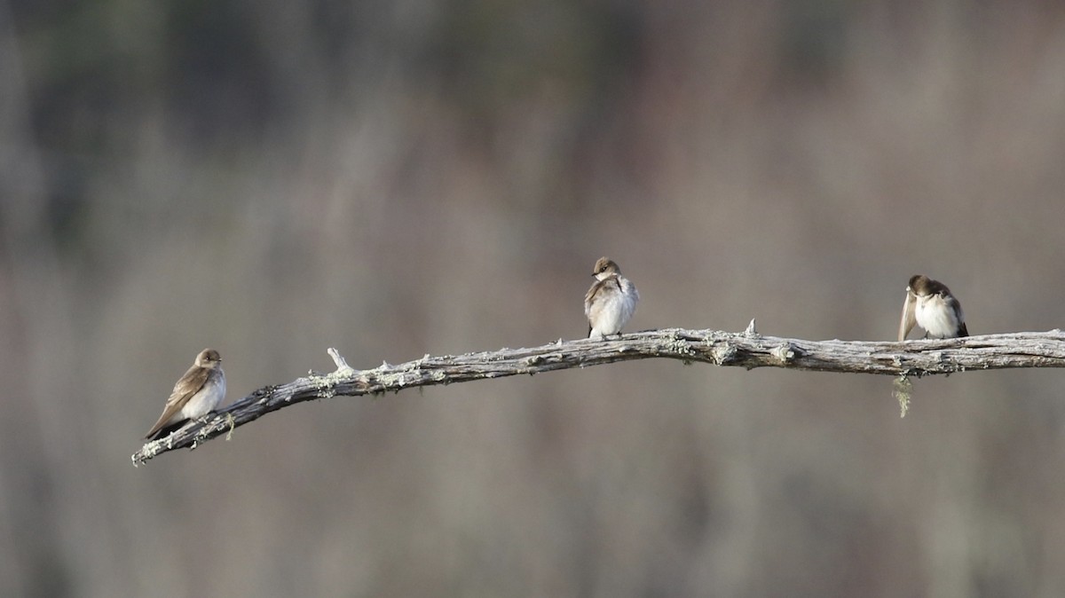 Northern Rough-winged Swallow - ML440138991
