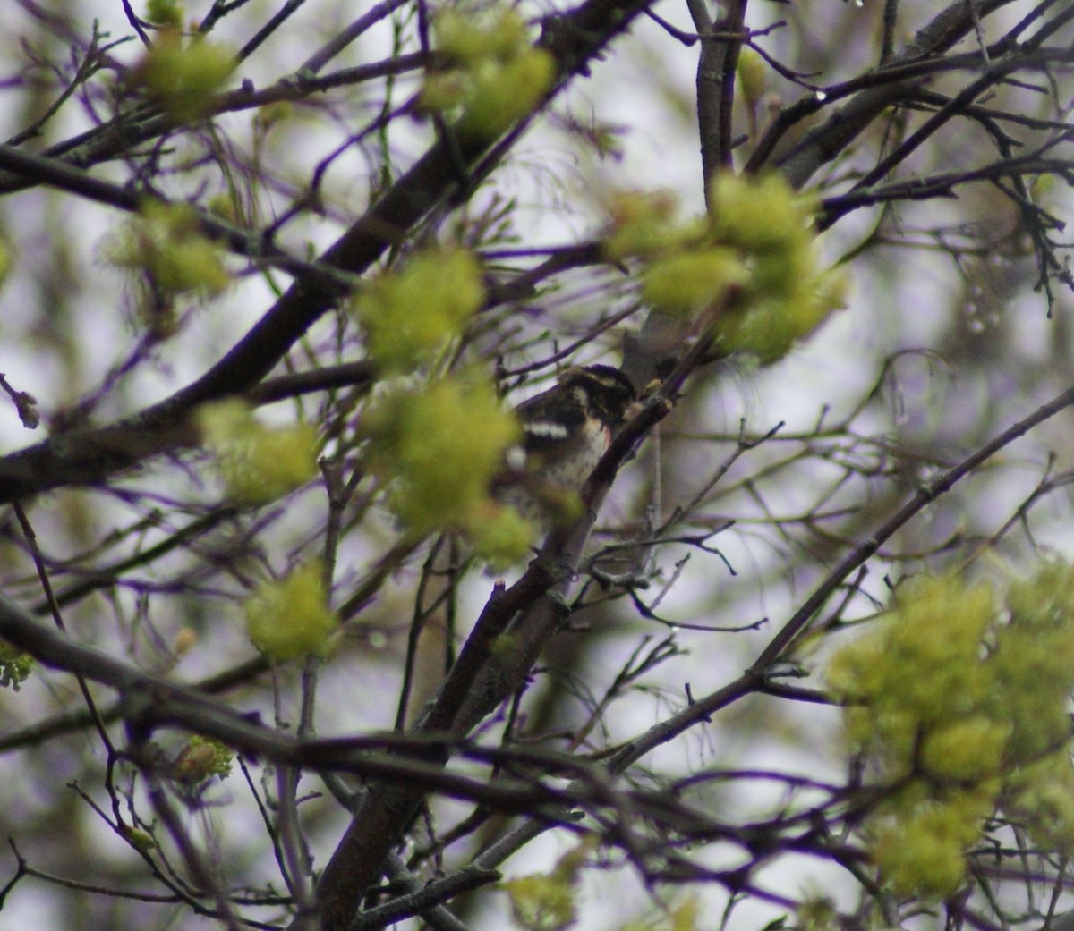 Rose-breasted Grosbeak - ML440139981