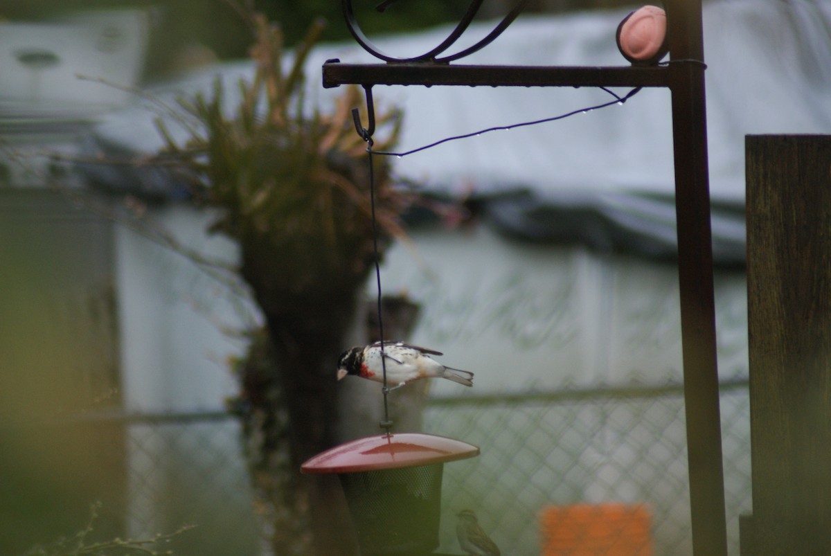 Rose-breasted Grosbeak - ML440140091