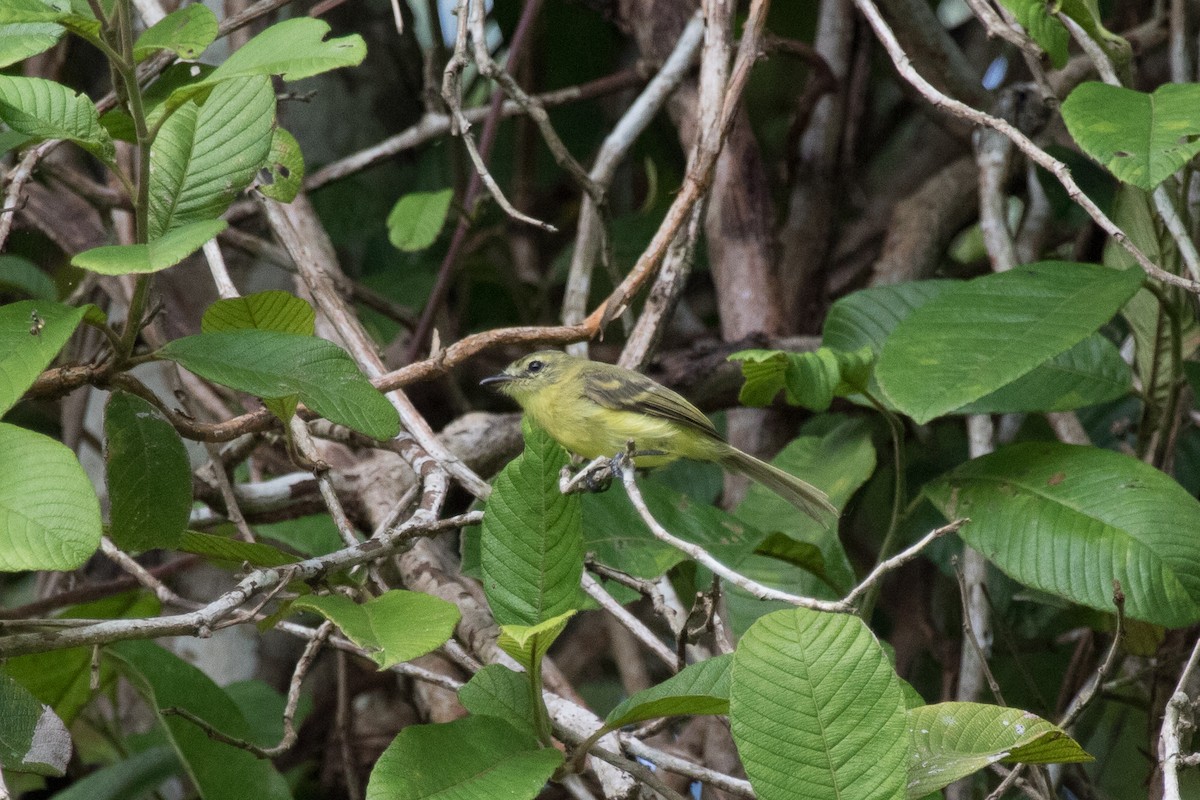 Yellow Tyrannulet - Evan Buck