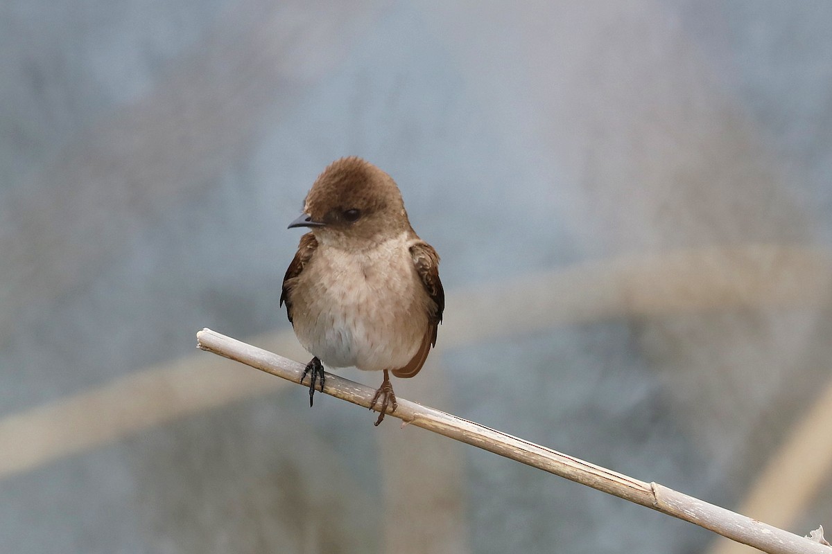 Northern Rough-winged Swallow - ML440142511
