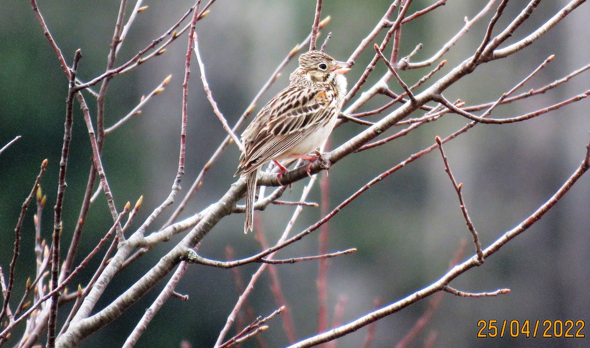 Vesper Sparrow - ML440142641