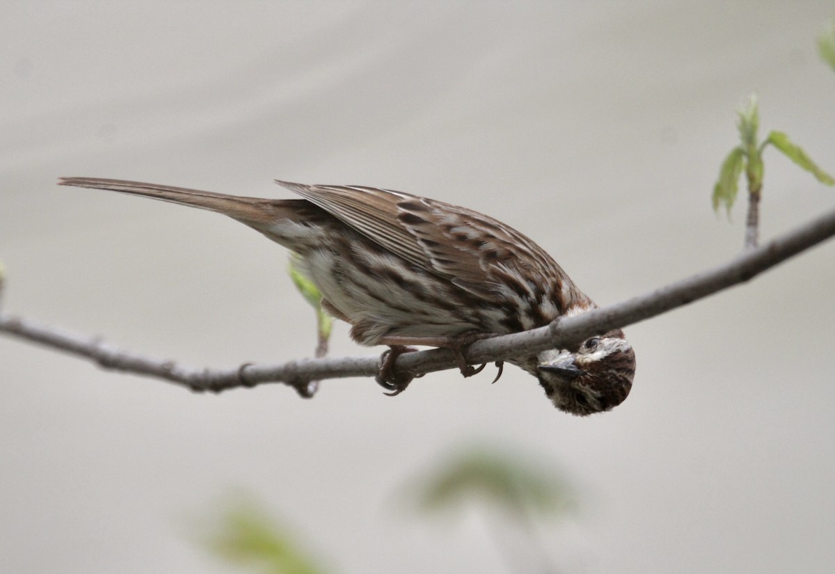 Song Sparrow - ML440142681