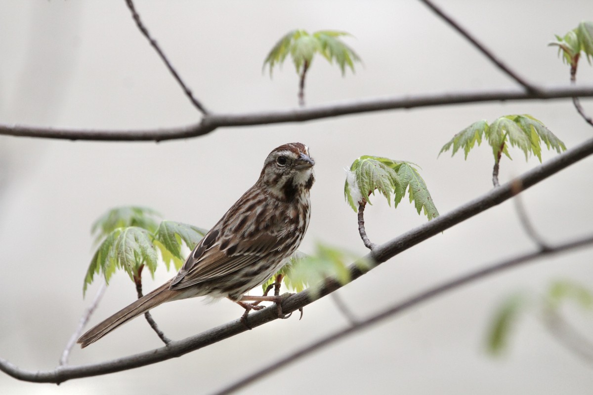 Song Sparrow - ML440143141