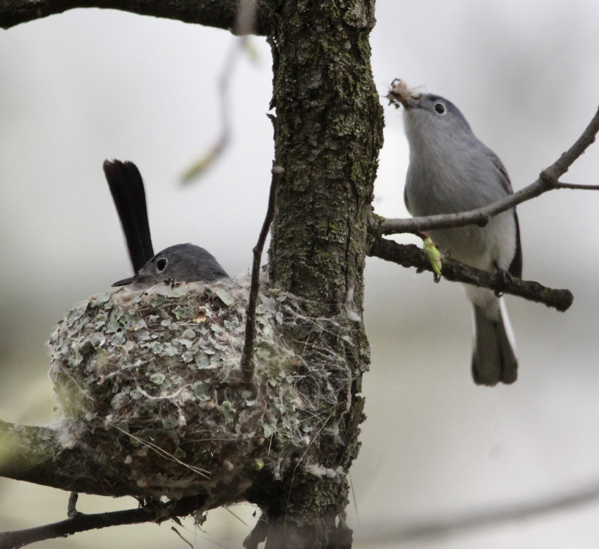 Blue-gray Gnatcatcher - ML440143571