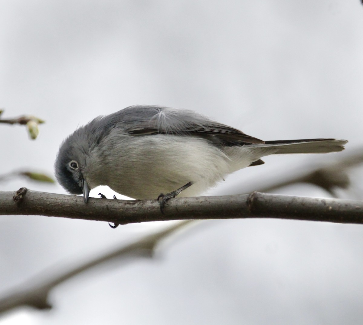 Blue-gray Gnatcatcher - ML440144681