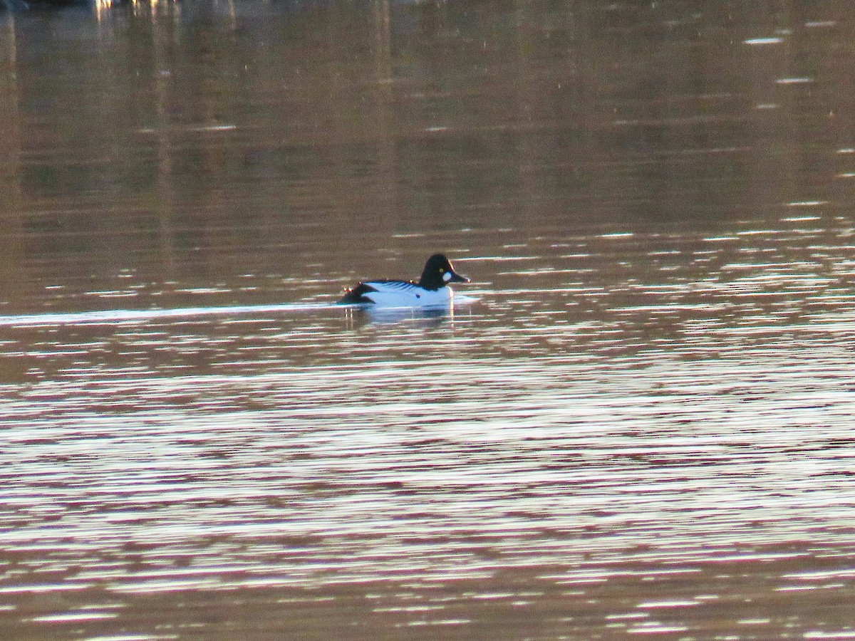 Common Goldeneye - ML44014491