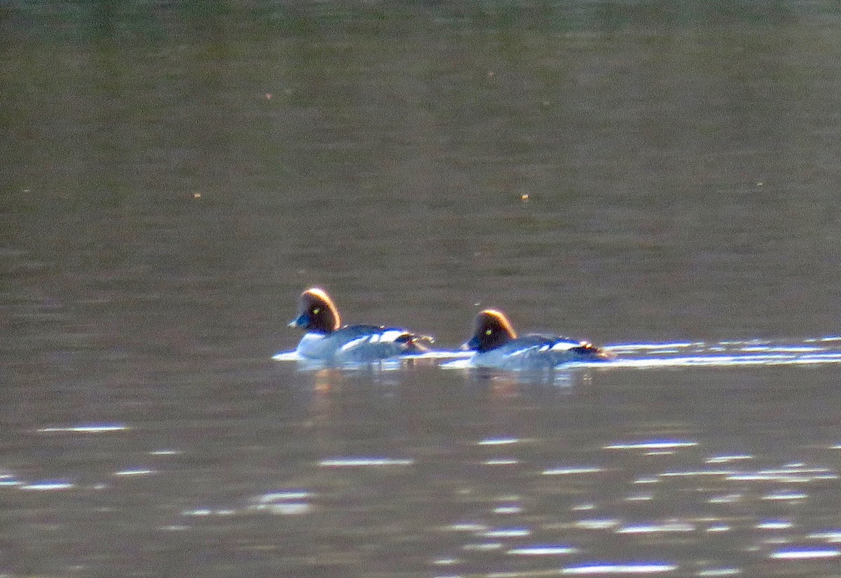 Common Goldeneye - Ann Tanner