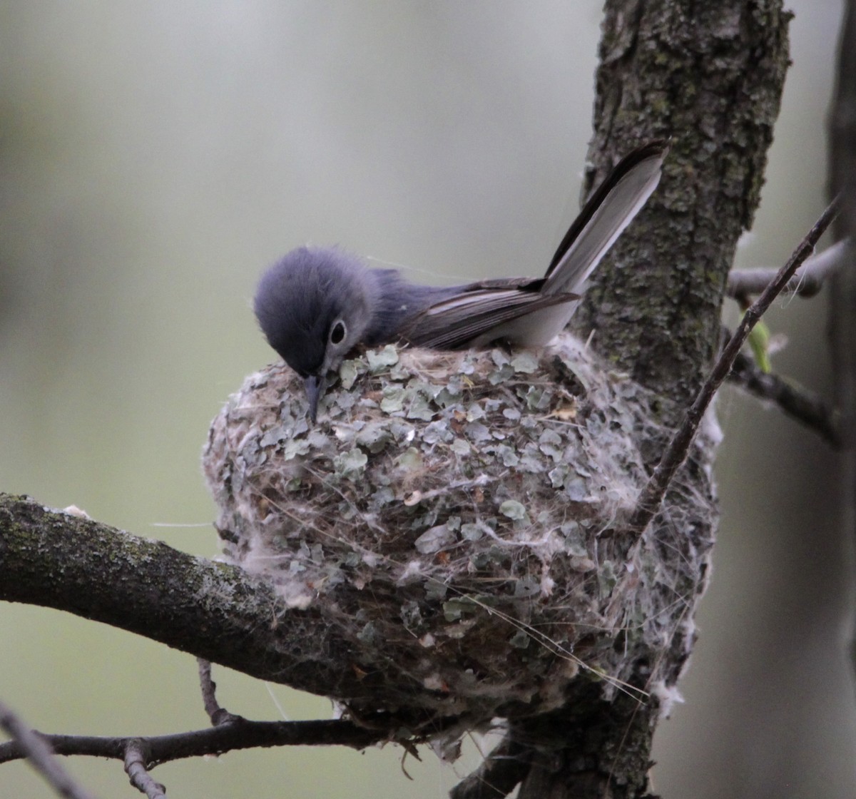 Blue-gray Gnatcatcher - ML440145171