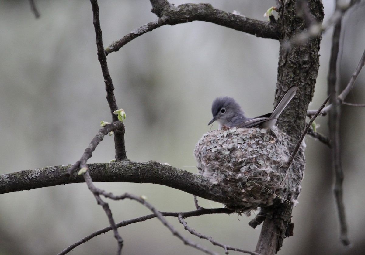 Blue-gray Gnatcatcher - ML440145451