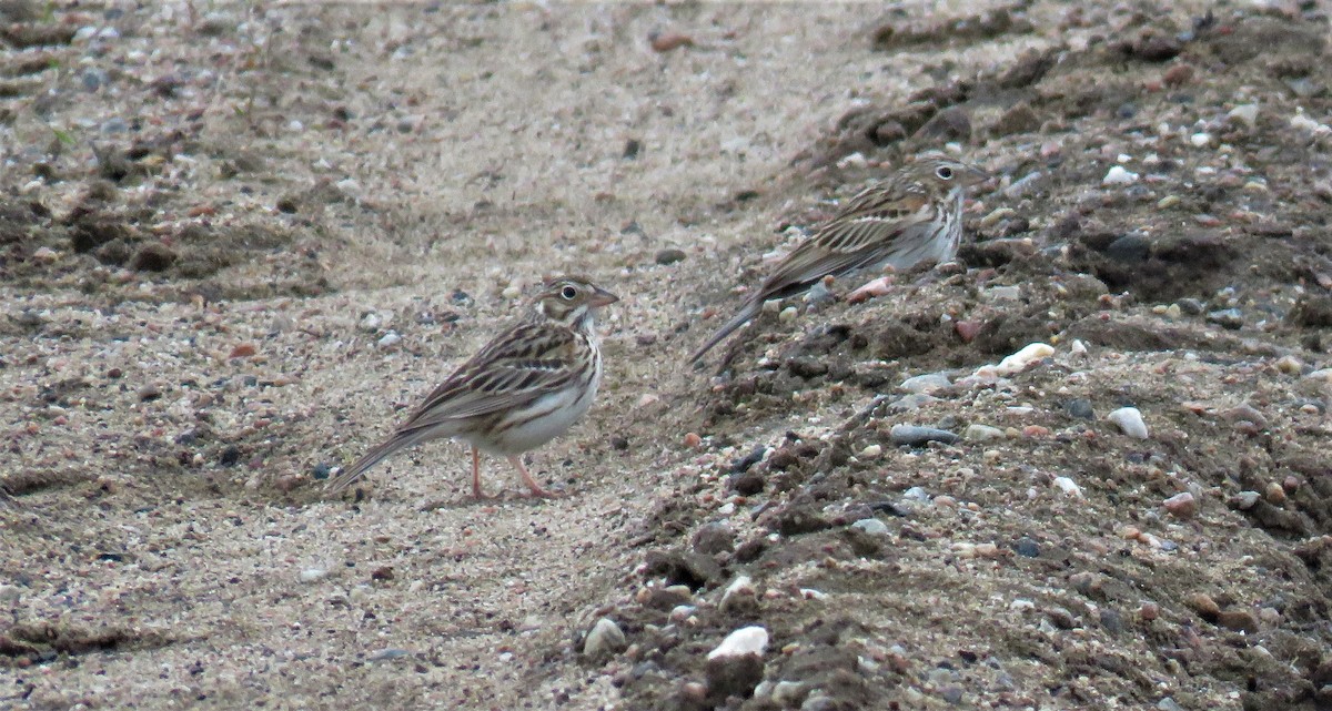 Vesper Sparrow - ML440145681