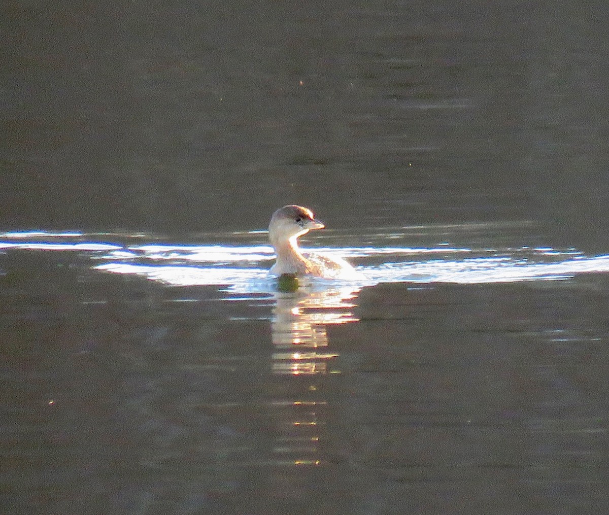 Pied-billed Grebe - Ann Tanner