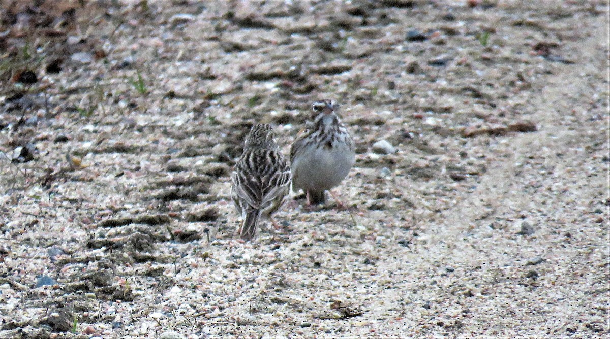 Vesper Sparrow - ML440146051