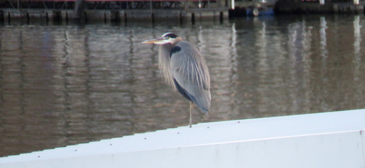 Great Blue Heron - ML44014631