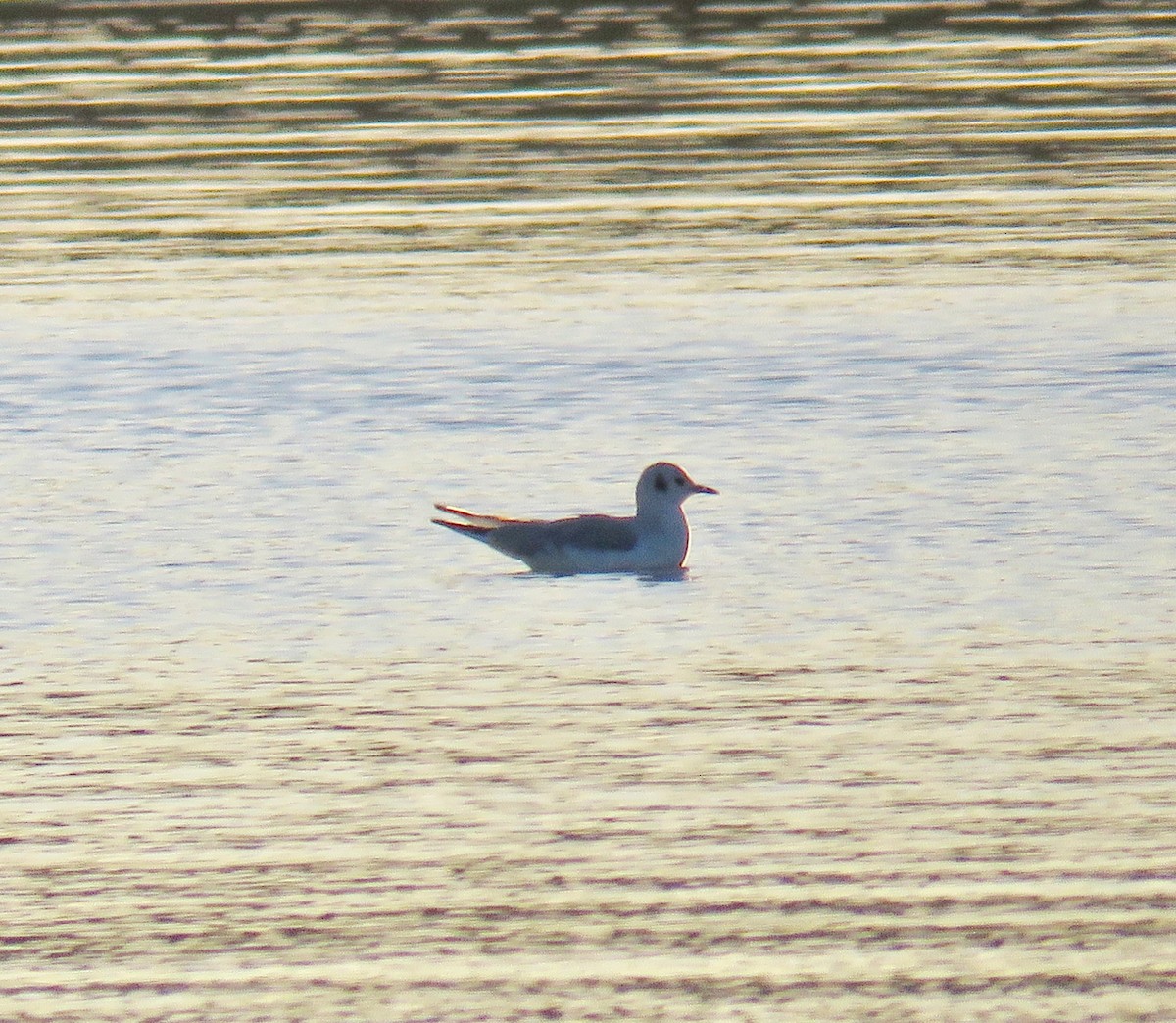 Mouette de Bonaparte - ML44014831