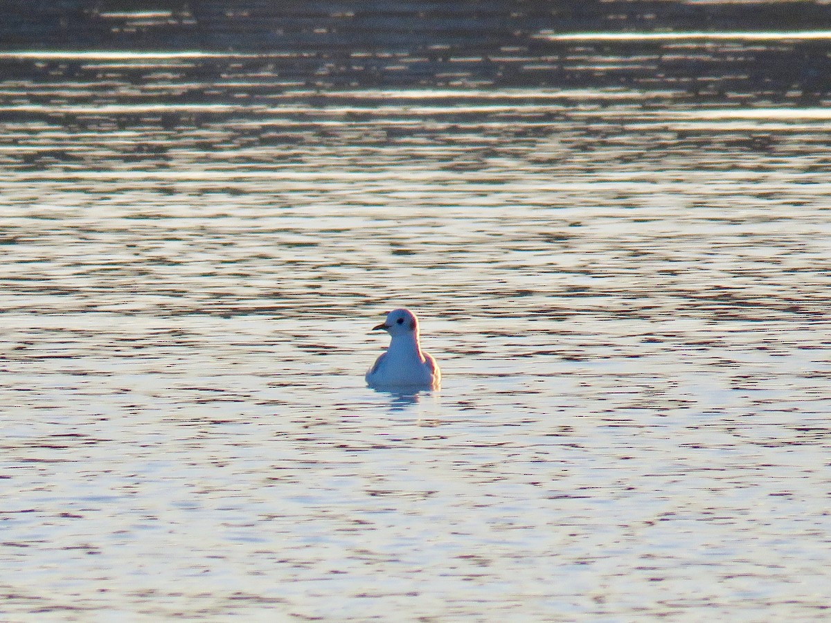 Bonaparte's Gull - ML44014861