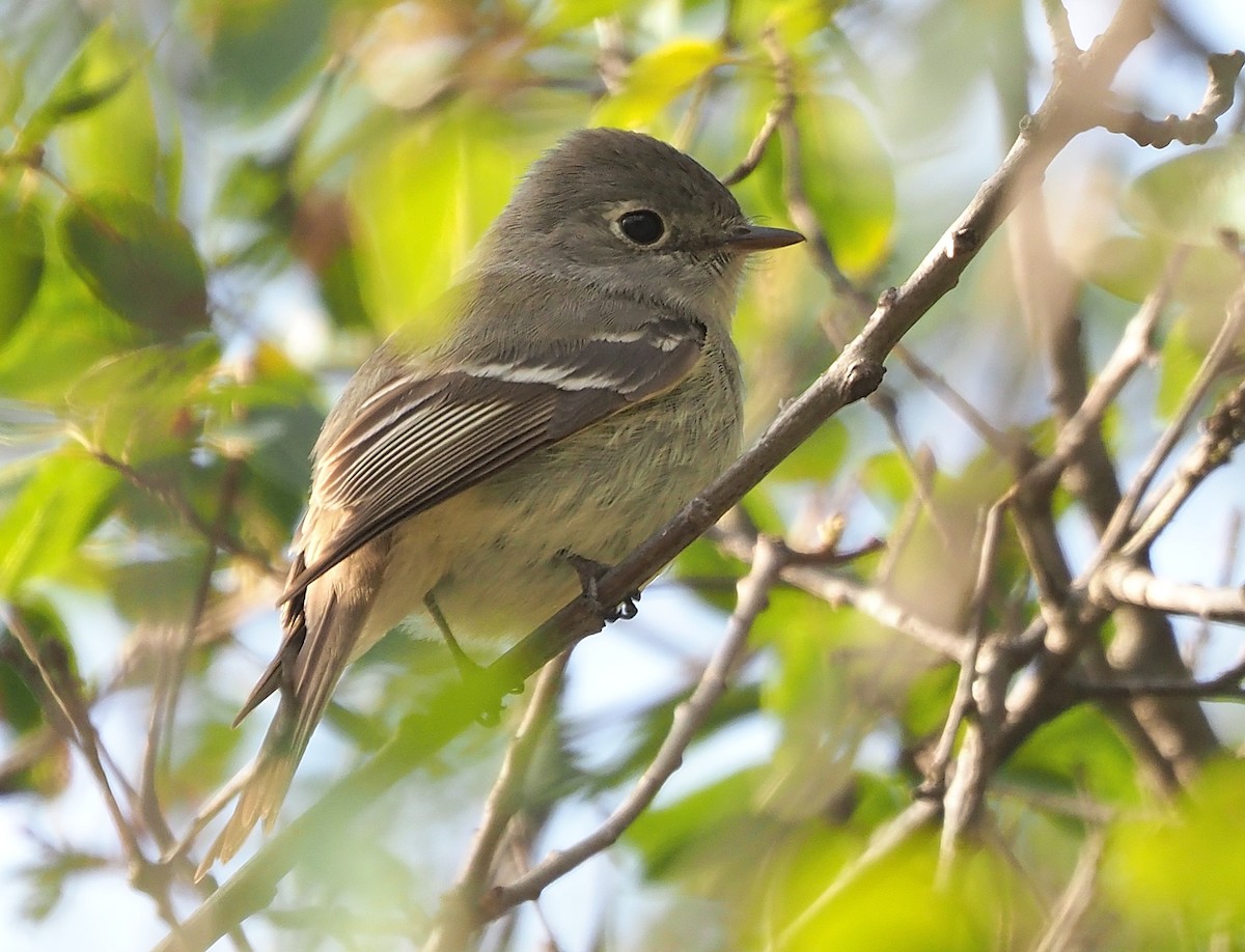 Empidonax sp. - Aidan Brubaker