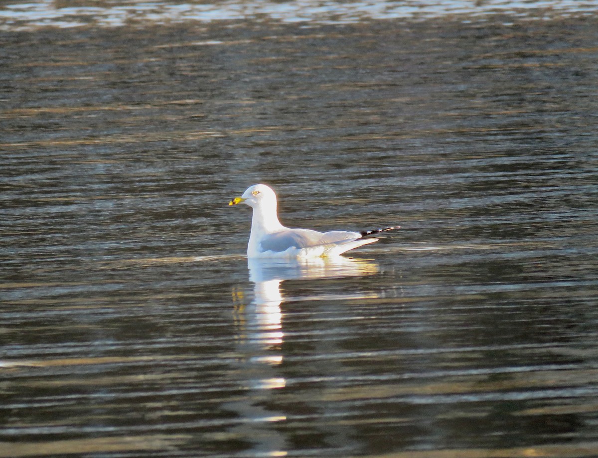 Ring-billed Gull - ML44014941