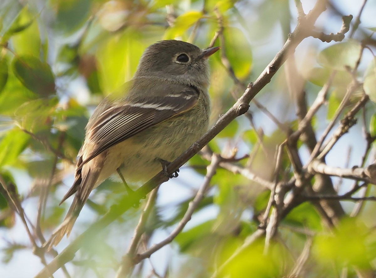 Empidonax sp. - Aidan Brubaker