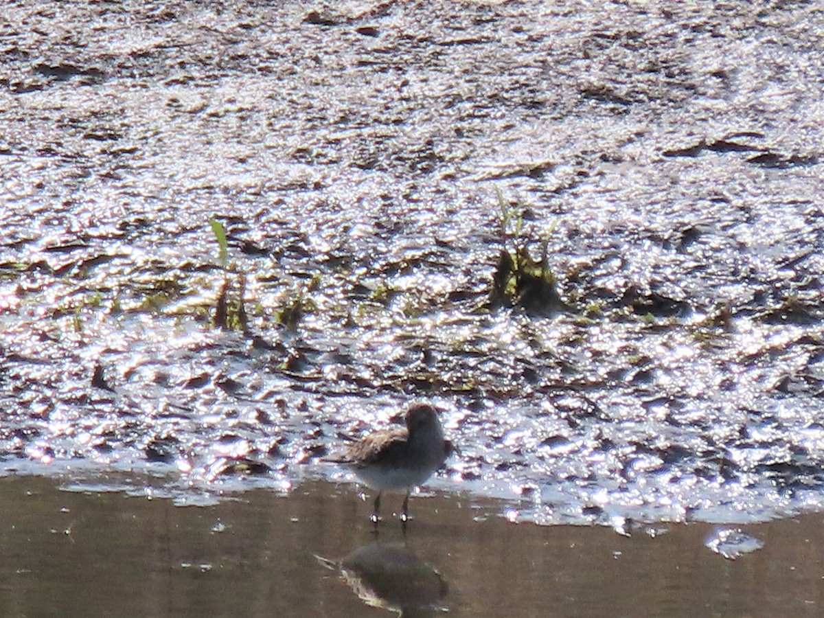 Least Sandpiper - ML440149651