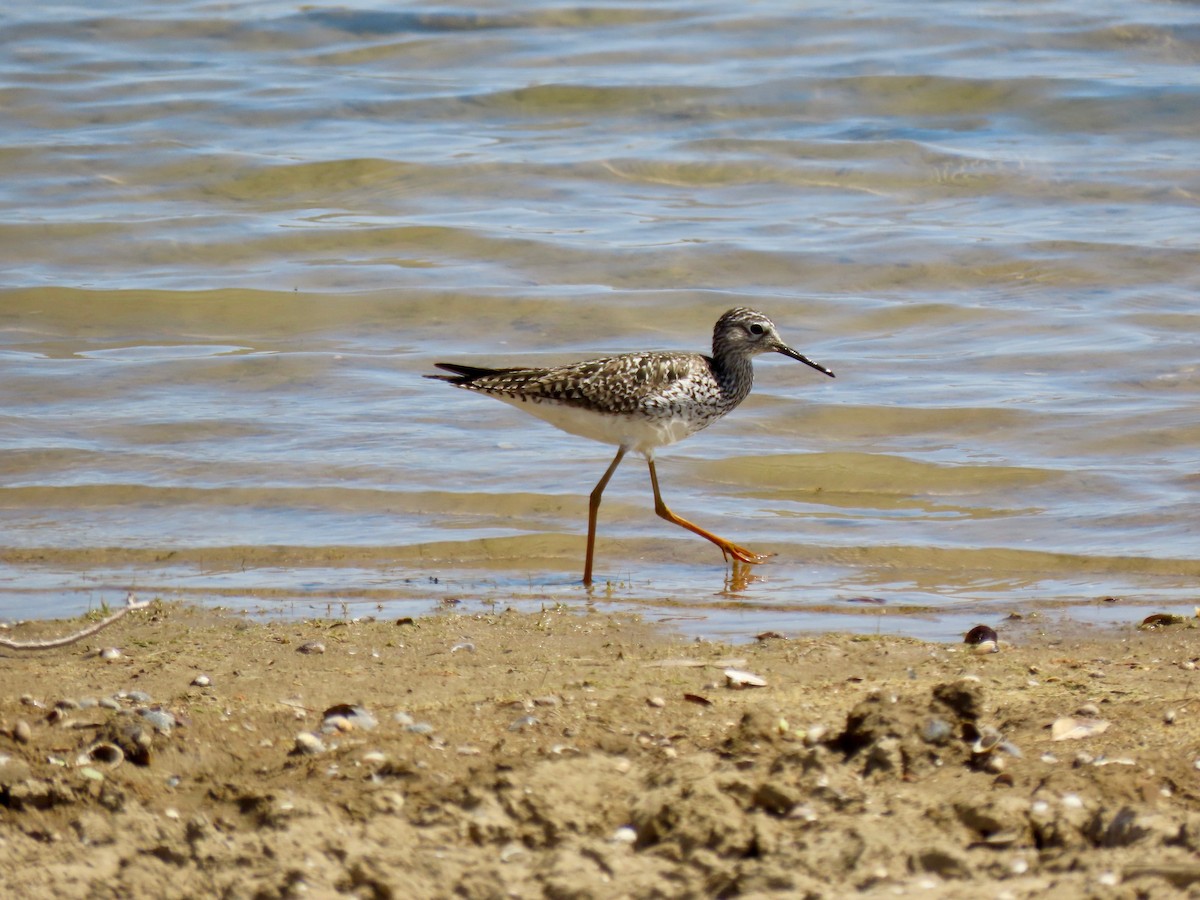 Lesser Yellowlegs - douglas diekman