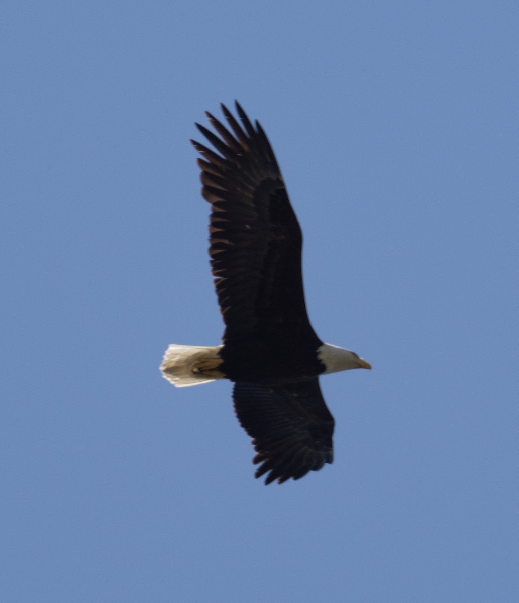 Bald Eagle - ML440152351