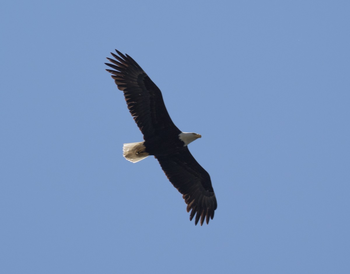 Bald Eagle - ML440152441