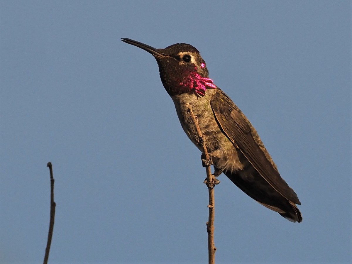 Colibri d'Anna - ML440152471