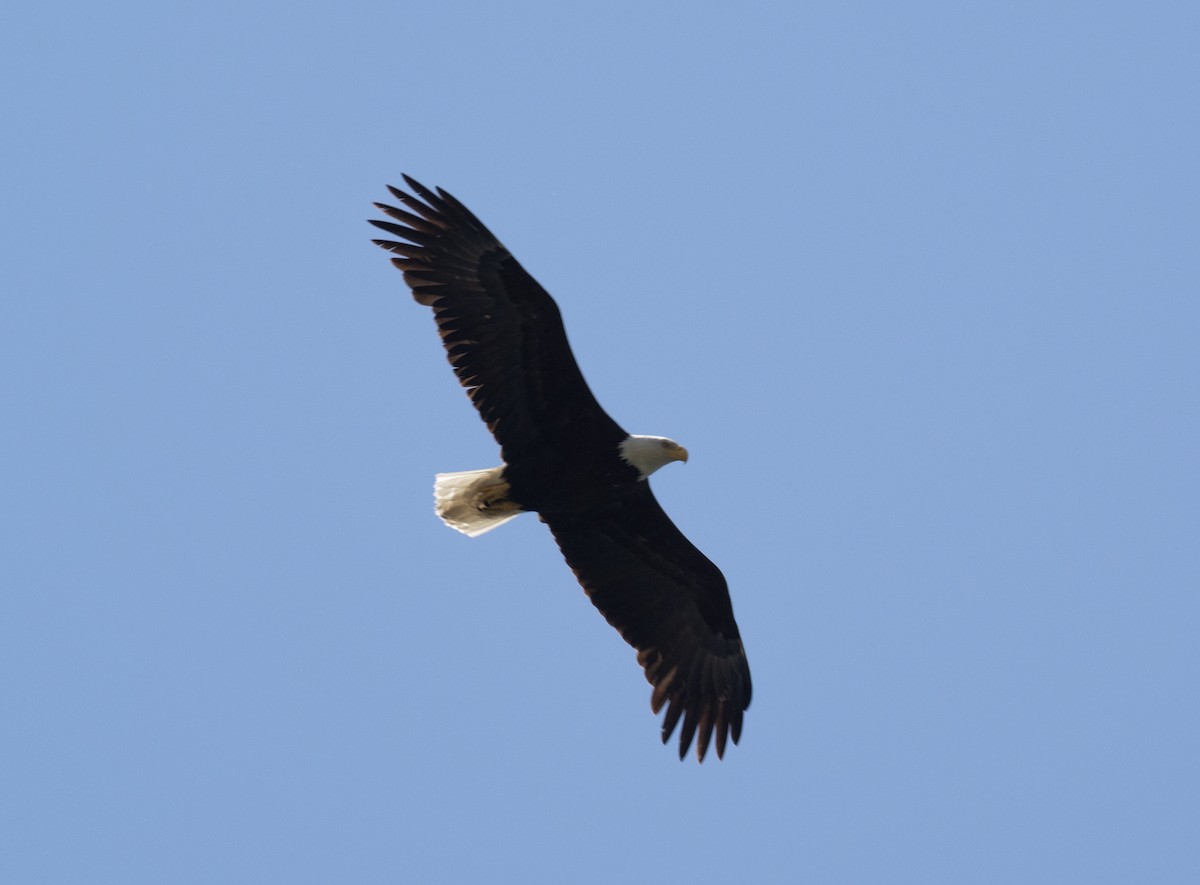 Bald Eagle - ML440152521