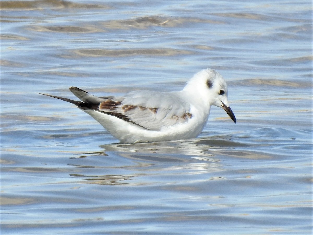 Bonaparte's Gull - ML440152531