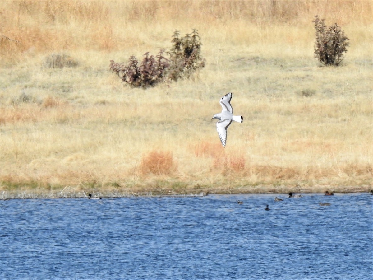 Bonaparte's Gull - ML440152541