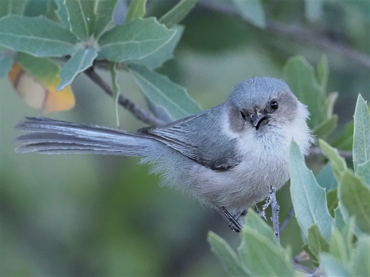 Bushtit - ML440153841