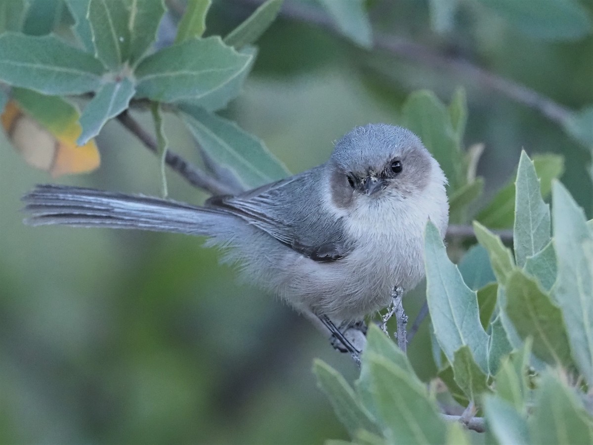 Bushtit - ML440153891