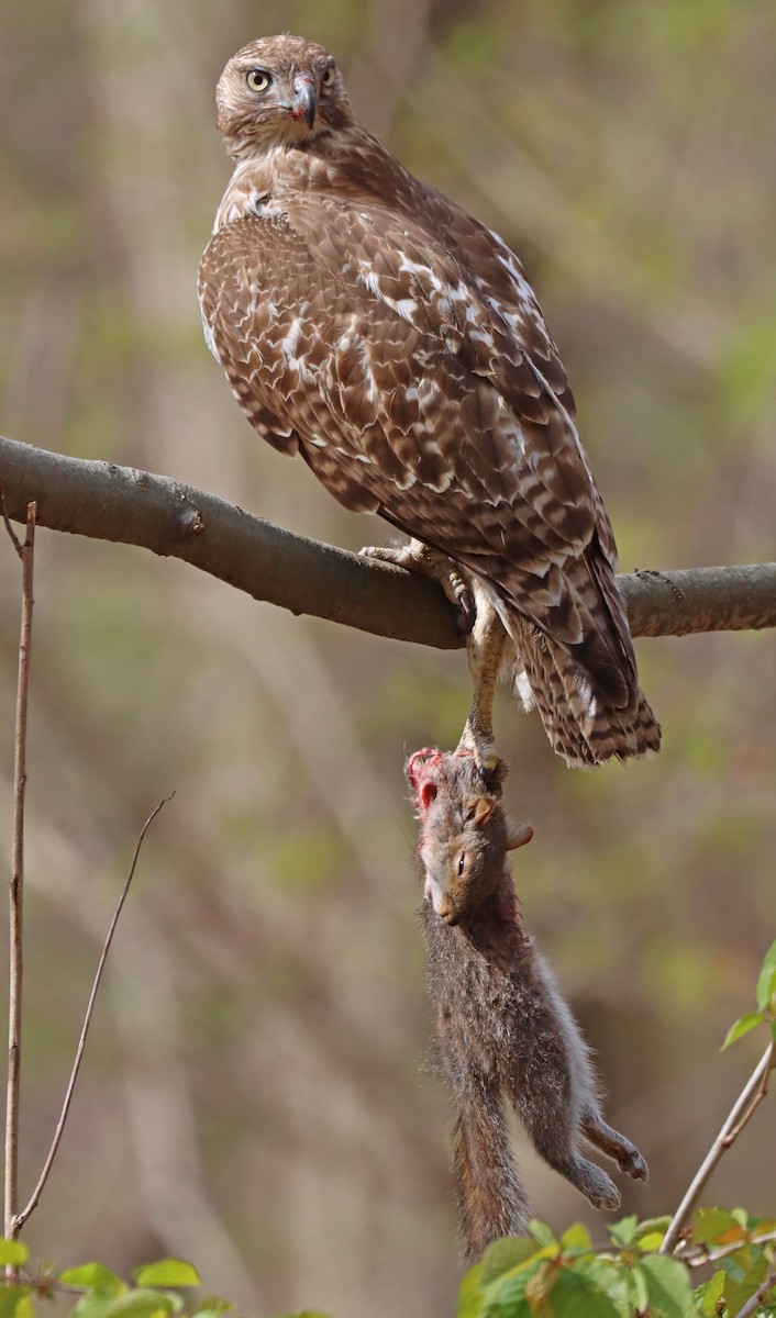 Red-tailed Hawk - ML440154021