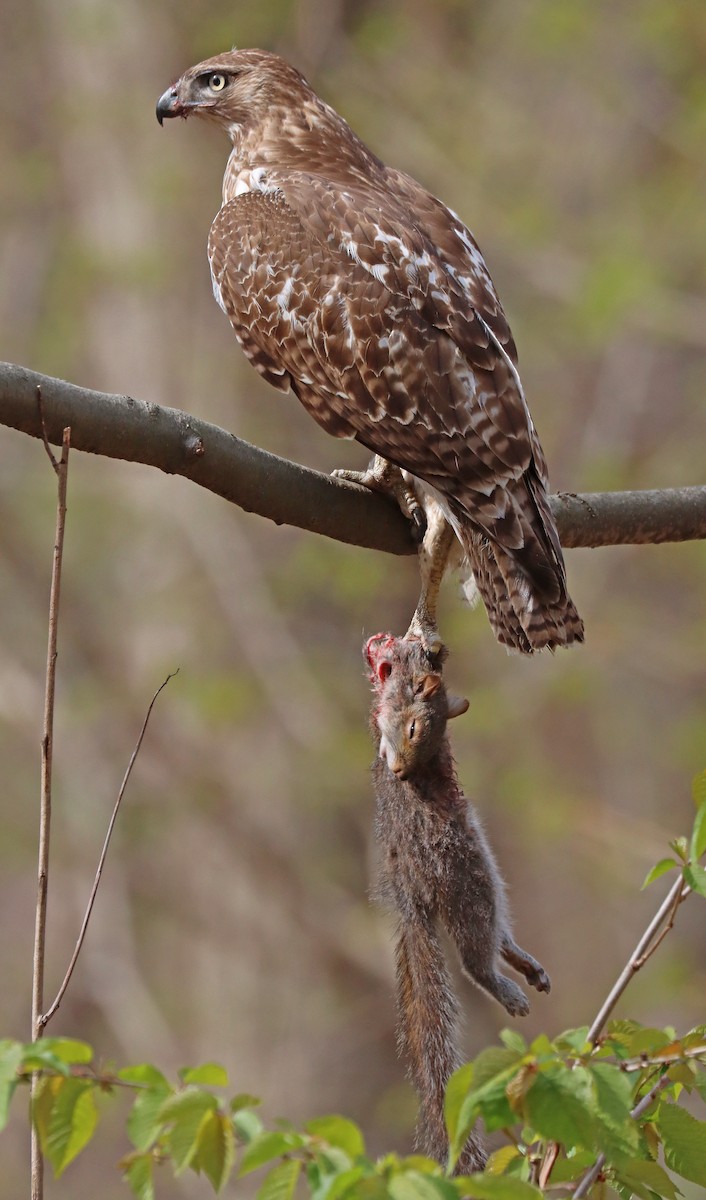Red-tailed Hawk - ML440154031