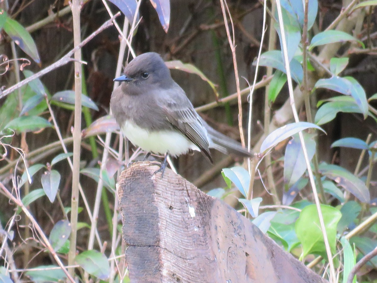 Black Phoebe - Jennifer Rycenga