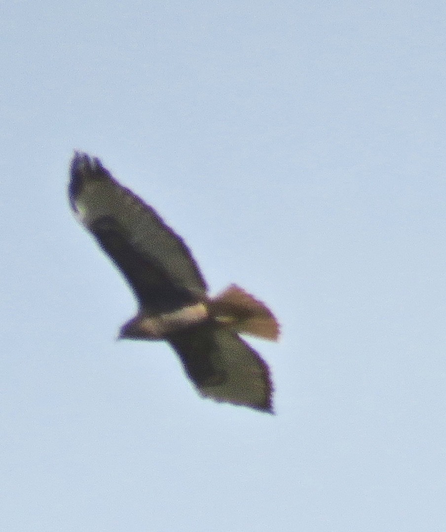 Red-tailed Hawk - ML44015441