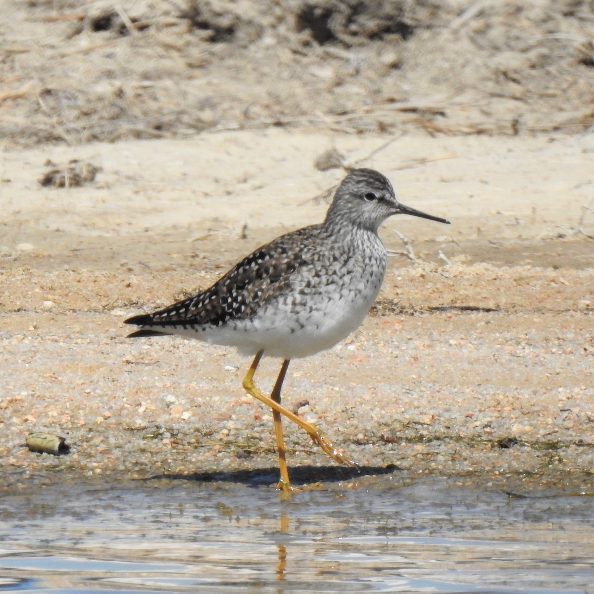 Lesser Yellowlegs - ML440155231