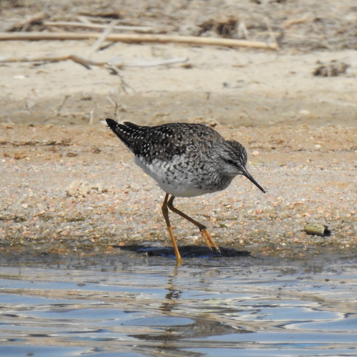 Lesser Yellowlegs - ML440155251