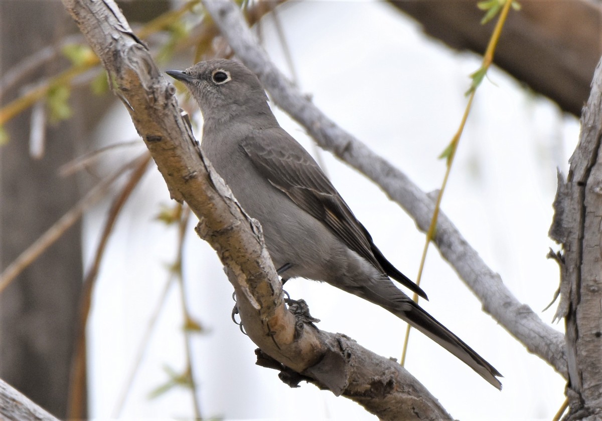 Townsend's Solitaire - ML440155261