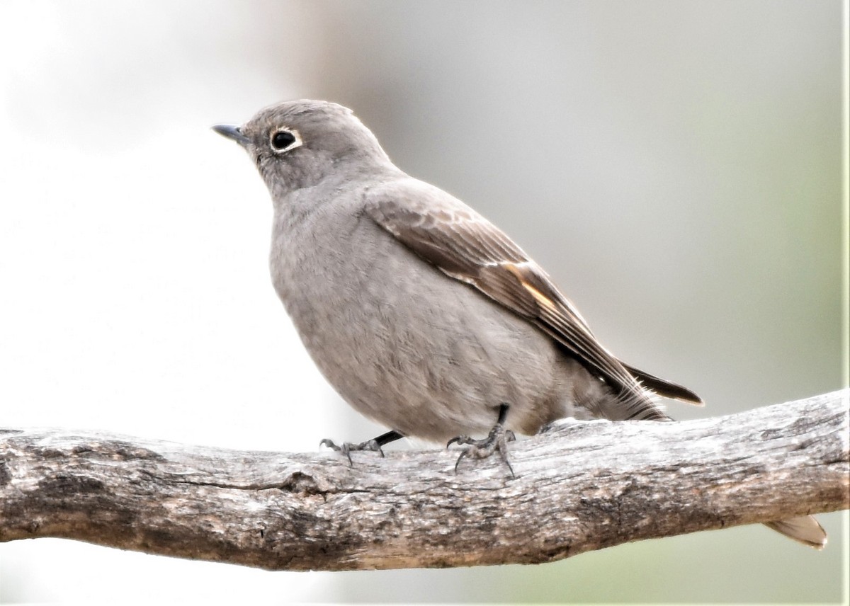 Townsend's Solitaire - ML440156711