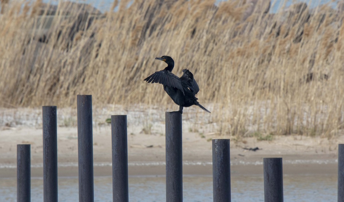 Double-crested Cormorant - Darleen Stry