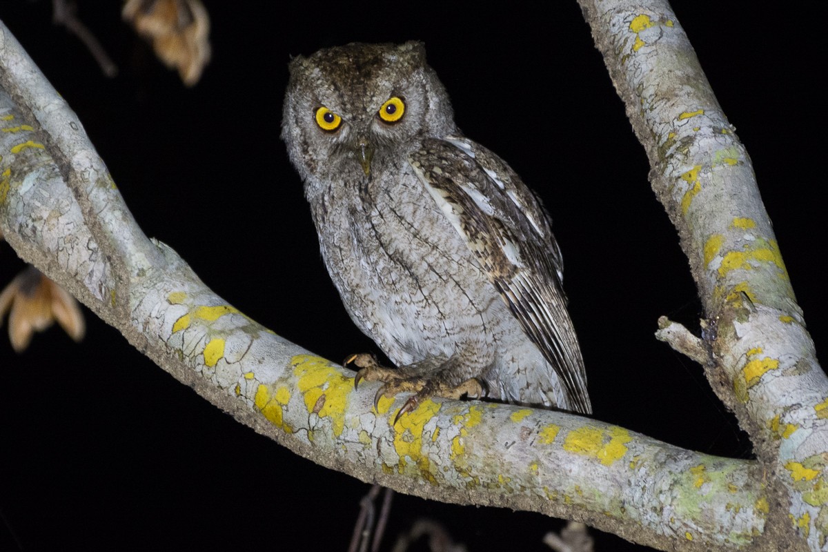 Pacific Screech-Owl - ML440157541