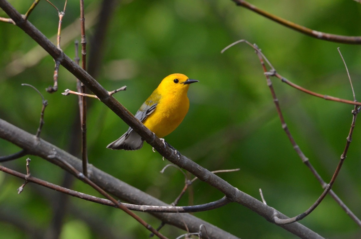 Prothonotary Warbler - ML440158501